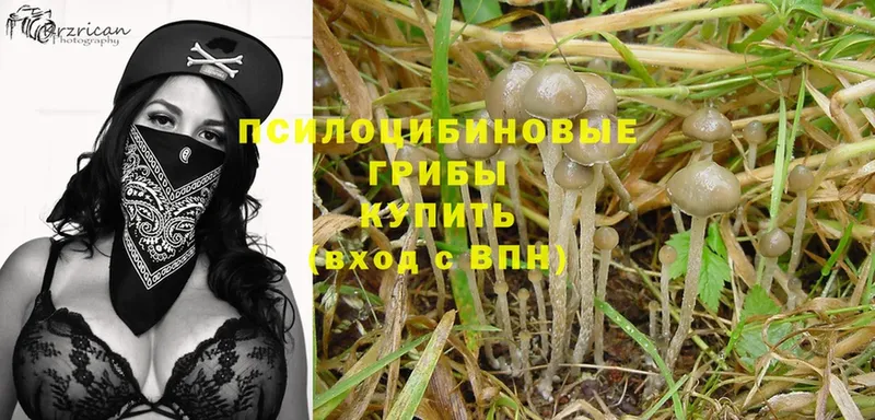 МЕГА ТОР  Михайловск  Псилоцибиновые грибы Psilocybe  цена наркотик 